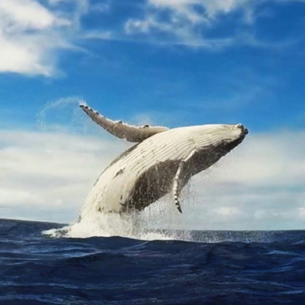 Humpback Whale