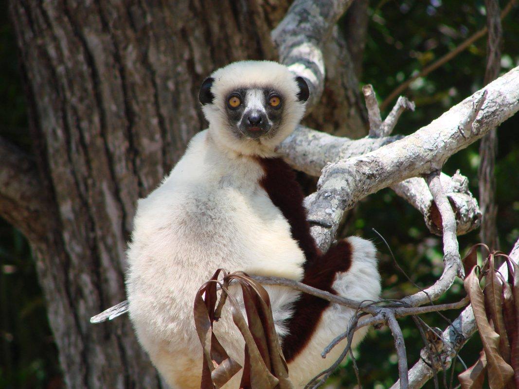 Sifaka