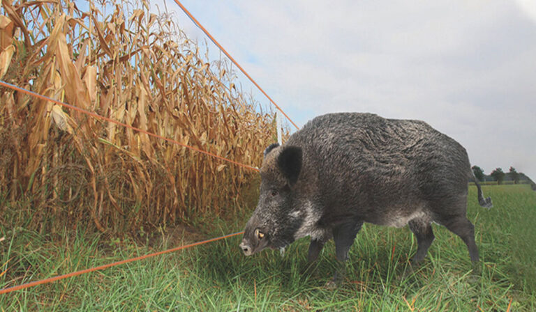 The Vital Role of the Electric Fence in Modern Agriculture