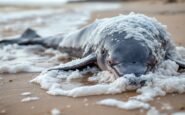 Minke whale stranded on Balmedie beach, Scotland